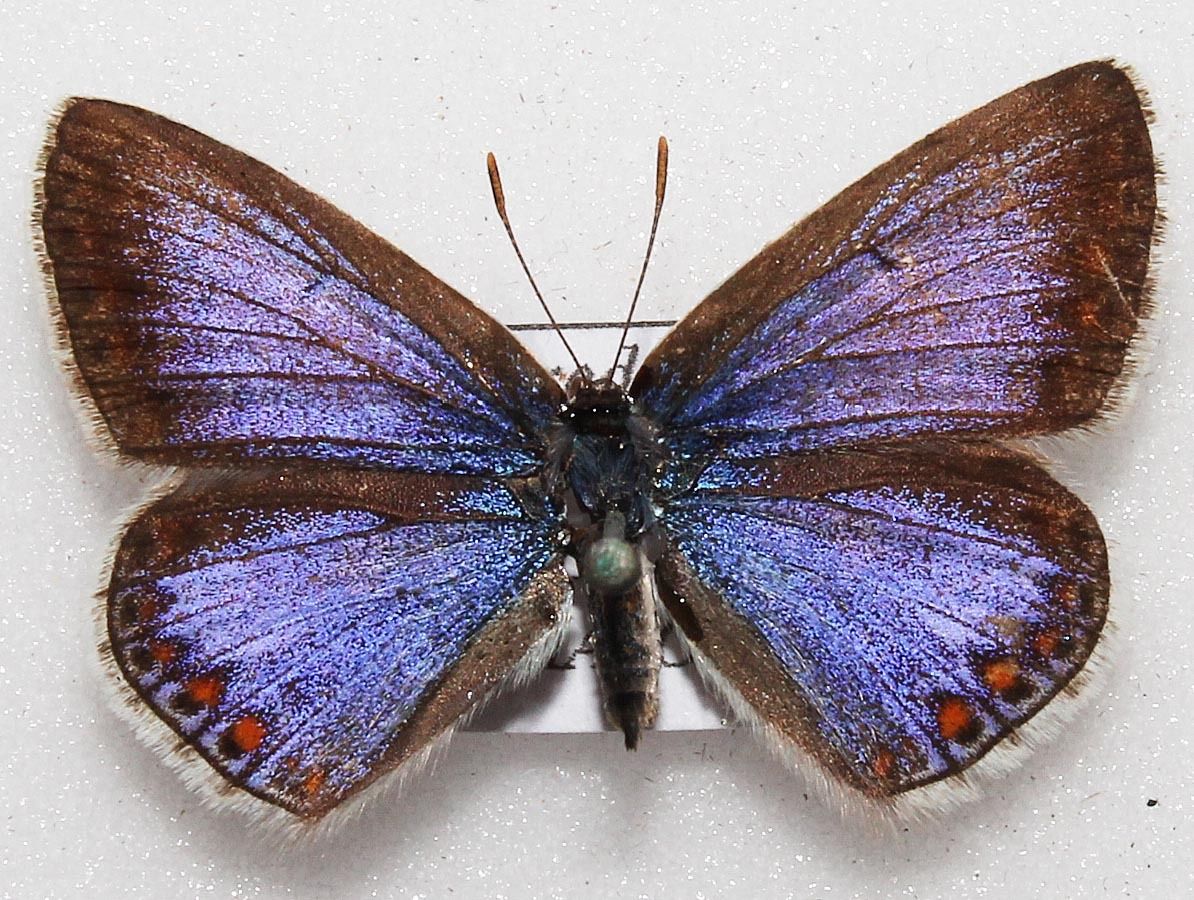 Polyommatus icarus (aberration) 1 (Internet Image property of respective owner, non-commercial use only)